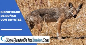 que significa soñar con coyotes