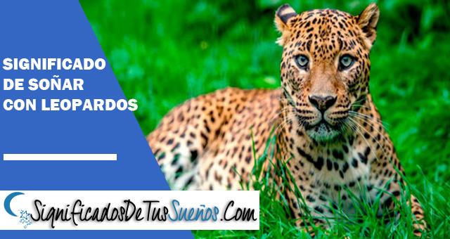 Significado de soñar con leopardos