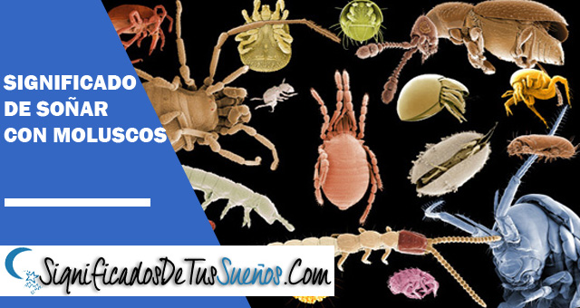 Significado de soñar con moluscos