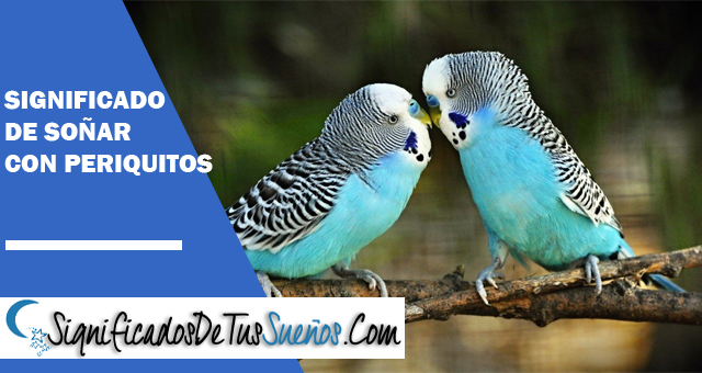 Significado de soñar con periquitos