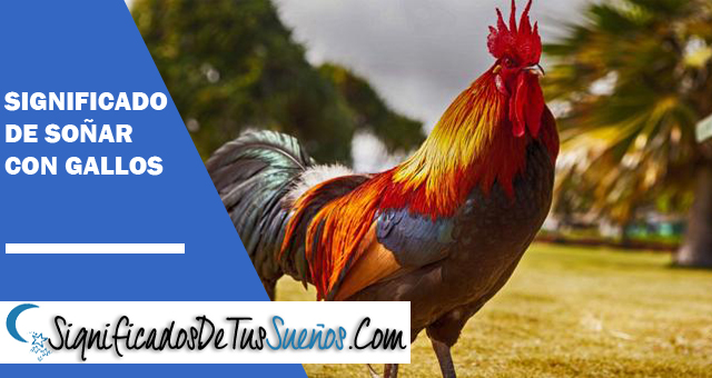 Significado de soñar con gallos