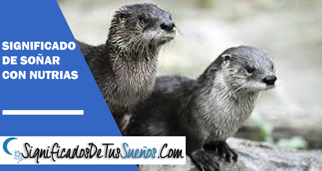 Significado de soñar con una nutria