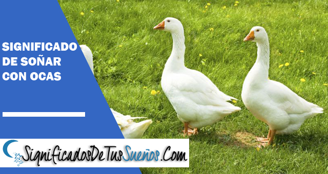 Significado de soñar con Ocas