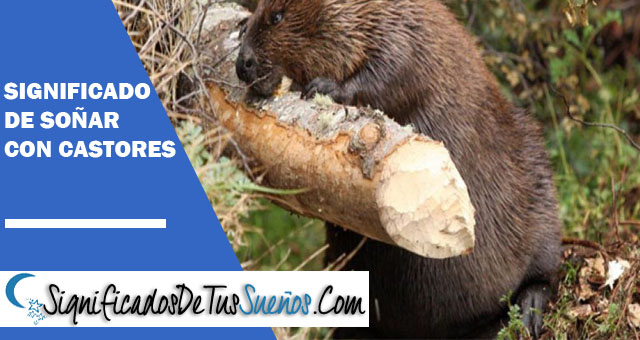 Significado de soñar con castores