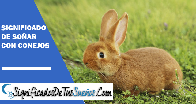 Significado de soñar con conejos