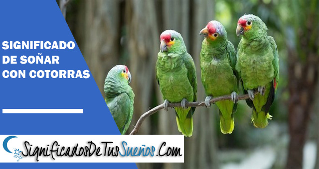 Significado de soñar con cotorras