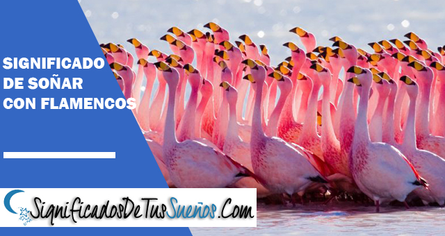 Significado de soñar con flamencos