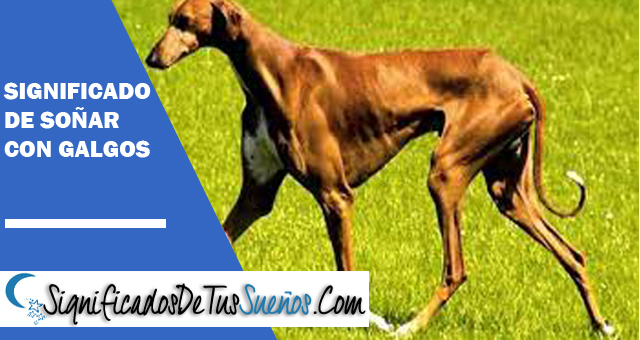 Significado de soñar con galgos