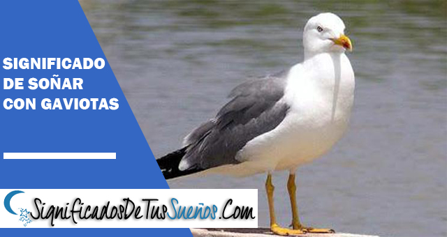 Significado de soñar con Gaviotas