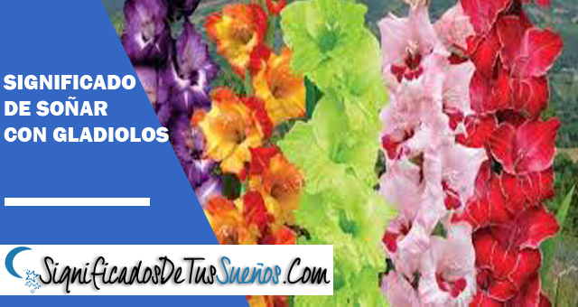 Significado de soñar con gladiolos
