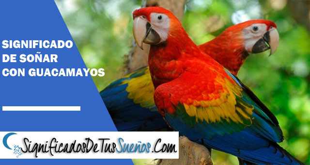 Significado de soñar con guacamayo