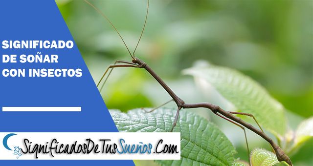 Significado de soñar con insectos | Significado onírico