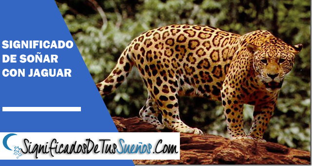 Significado de soñar con un jaguar