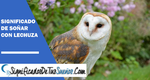 Significado de soñar con lechuzas