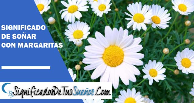 Significado de soñar con margaritas