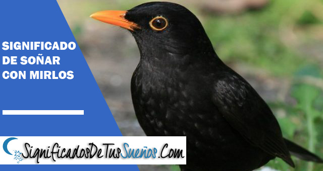 Significado de soñar con mirlos