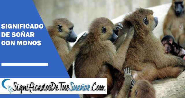 Significado de soñar con Monos