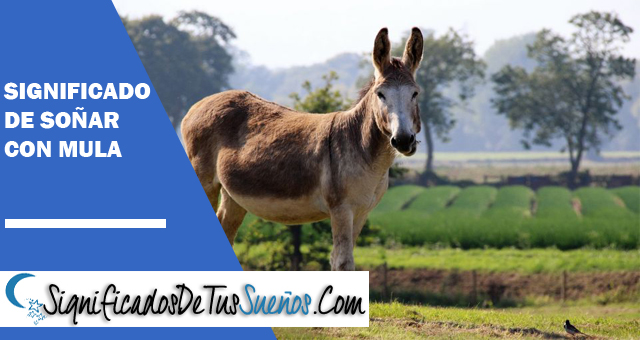 Significado de soñar con mulas