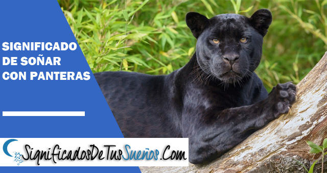 Significado de soñar con panteras