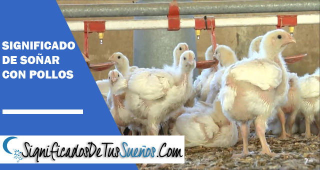 Significado de soñar con pollos