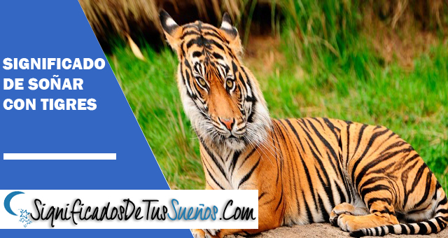 Significado de soñar con tigres