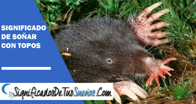 Significado de soñar con topos