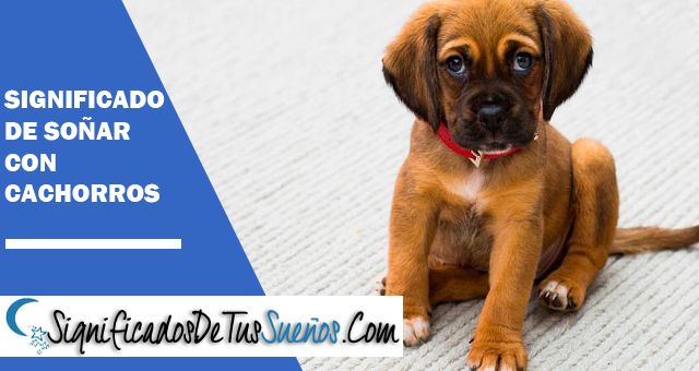 Interpretación y significado de Soñar con cachorros
