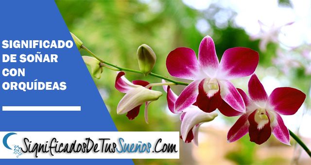 Significado de Soñar con orquídeas