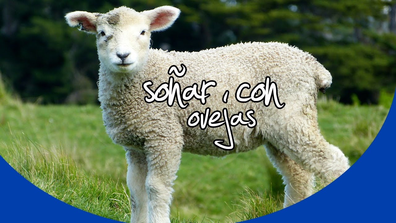 Significado de soñar con ovejas