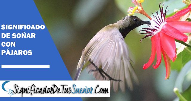 Interpretación y significados de Soñar con Pájaros