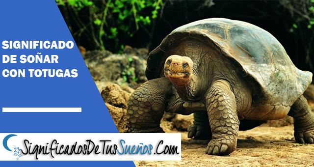 Significado de soñar con tortugas