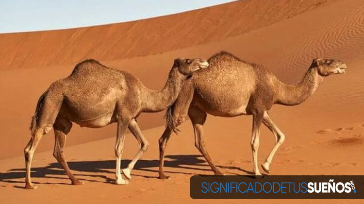 Interpretación de sueños concretos con camellos