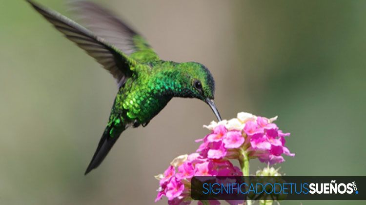 Interpretación de sueños concretos con colibrí