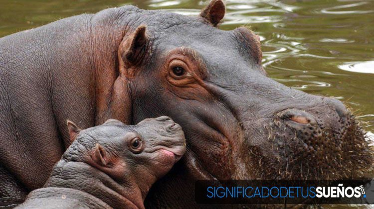Interpretación de sueños concretos con hipopótamos 