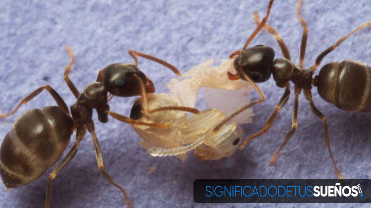 Interpretación de los sueños concretos con hormigas   