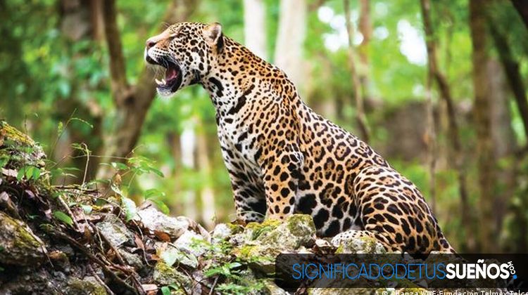 Interpretación de los sueños concreto con jaguar