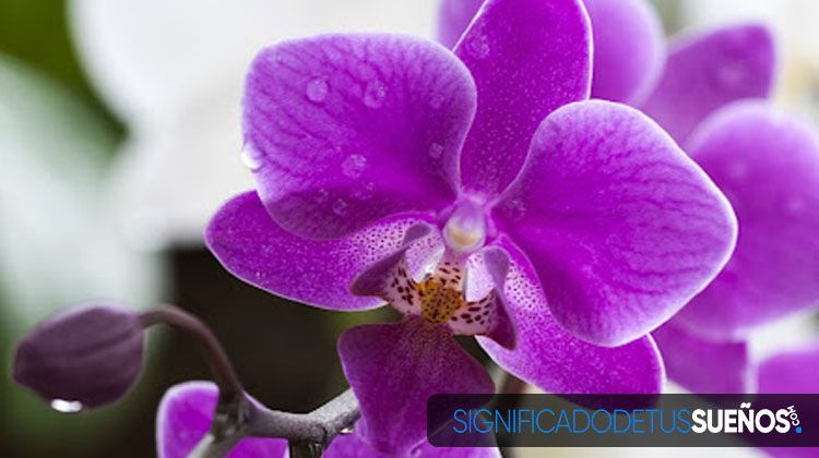 Interpretación de sueños concretos con orquídeas
