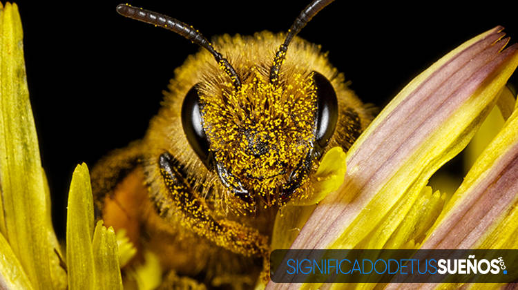 ¿Por qué soñamos con abejas?