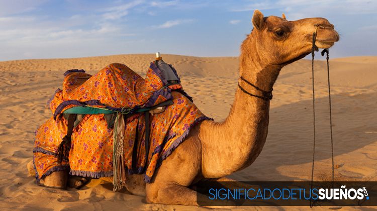 ¿Por qué soñamos con camellos?