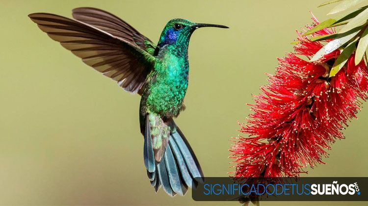 ¿Por qué soñamos con colibrí?