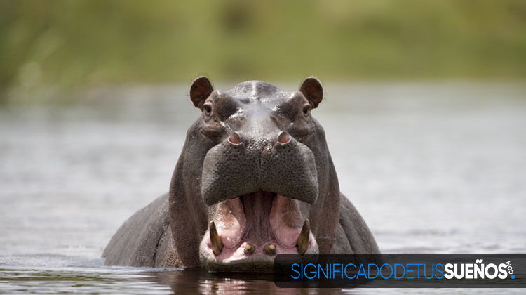 ¿Por qué soñamos con hipopótamos?