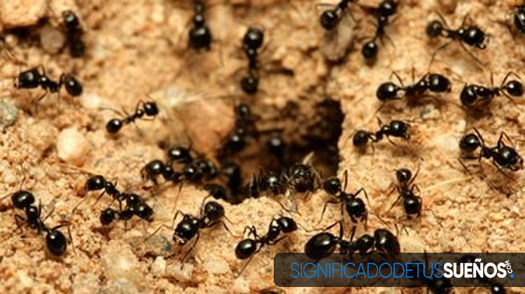 ¿Por qué soñamos con hormigas?
