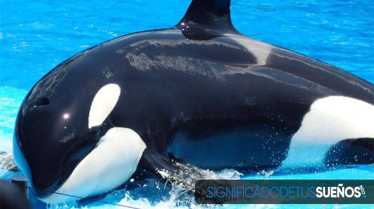 Por qué soñamos con orcas