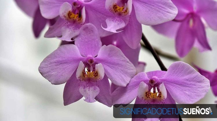 ¿Por qué soñamos con orquídeas?
