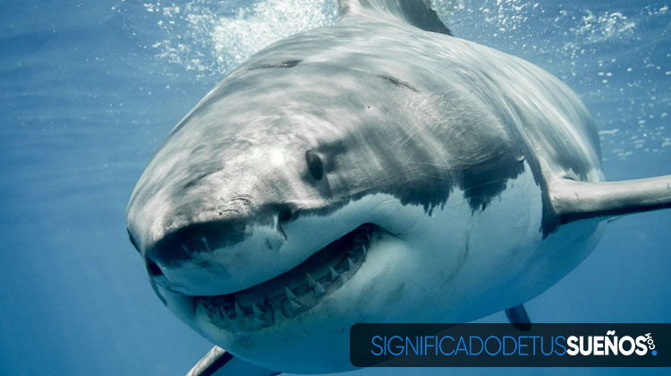 Por qué soñamos con tiburones