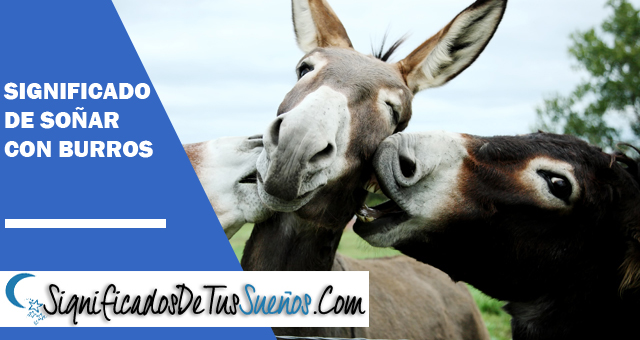 Significado de soñar con burros