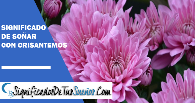 Significado de soñar con crisantemos