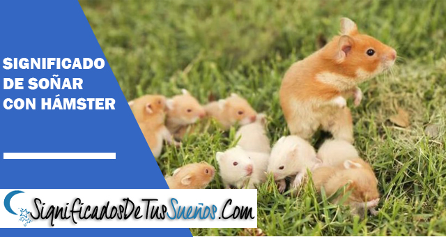 Significado de soñar con hásmter