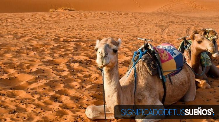 Soñar con camellos en el desierto
