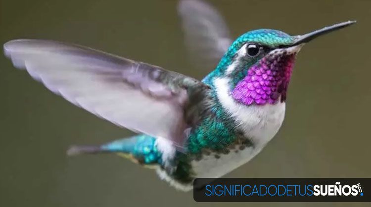 Soñar con un colibrí de muchos colores